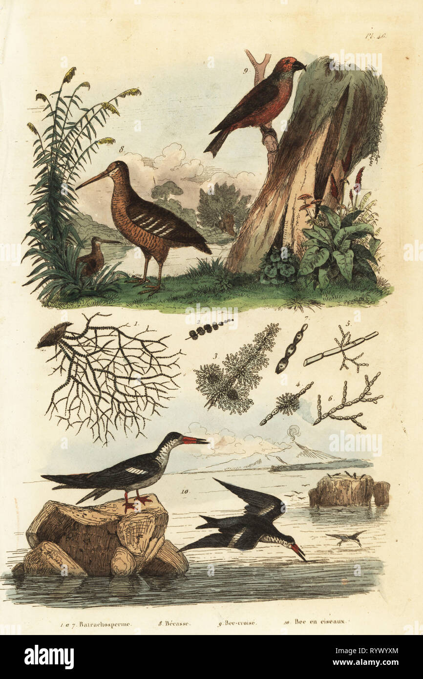 Woodcock, Scolopax rusticola, red crossbill, Loxia curvirostra, and black  skimmer, Rynchops niger Becasse, bec-croise, et bec en ciseaux.  Handcoloured steel engraving from Felix-Edouard Guerin-Meneville's  Dictionnaire Pittoresque d'Histoire Naturelle ...