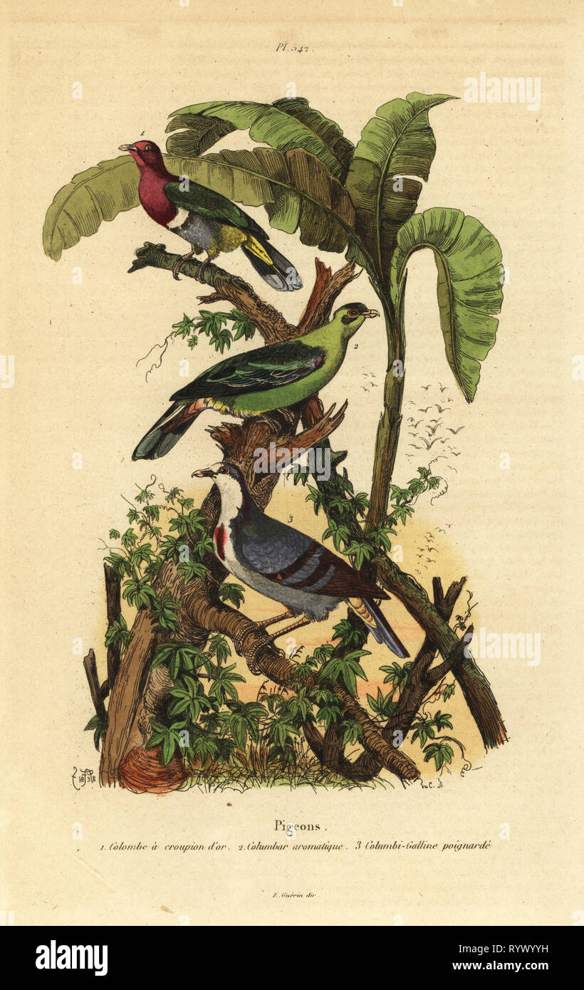 Pink-headed fruit-dove, Ptilinopus porphyreus, Buru green pigeon, Treron aromaticus, and Luzon bleeding-heart, Gallicolumba luzonica. Handcoloured steel engraving by du Casse after an illustration by Adolph Fries from Felix-Edouard Guerin-Meneville's Dictionnaire Pittoresque d'Histoire Naturelle (Picturesque Dictionary of Natural History), Paris, 1834-39. Stock Photo