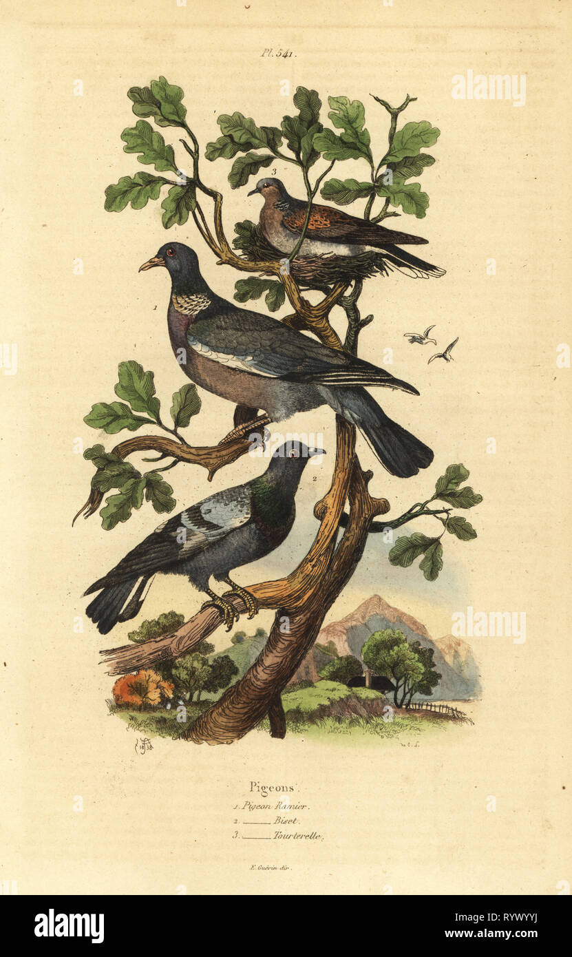 Wood pigeon, Columba palumbus, common pigeon, Columba livia, and turtle dove, Streptopelia risoria. Pigeon ramier, biset, tourterelle. Handcoloured steel engraving by du Casse after an illustration by Adolph Fries from Felix-Edouard Guerin-Meneville's Dictionnaire Pittoresque d'Histoire Naturelle (Picturesque Dictionary of Natural History), Paris, 1834-39. Stock Photo