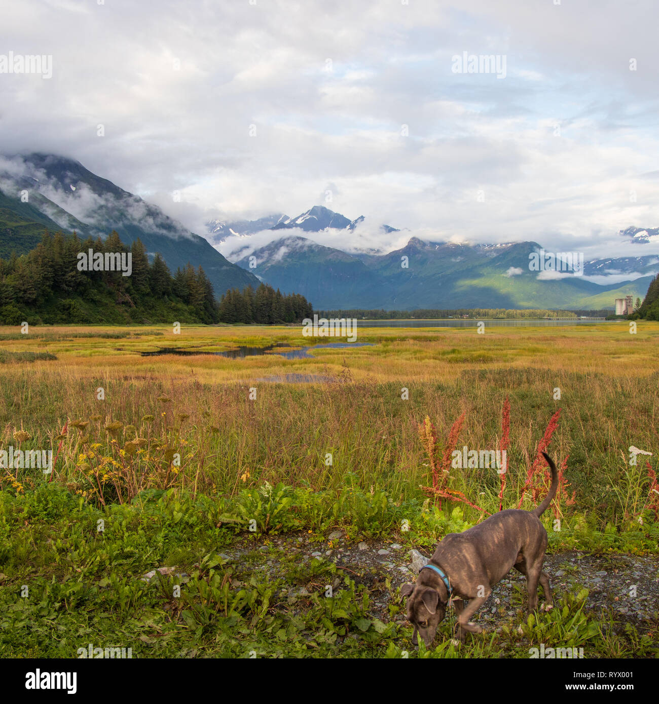 Alaska rabbits hi-res stock photography and images - Alamy