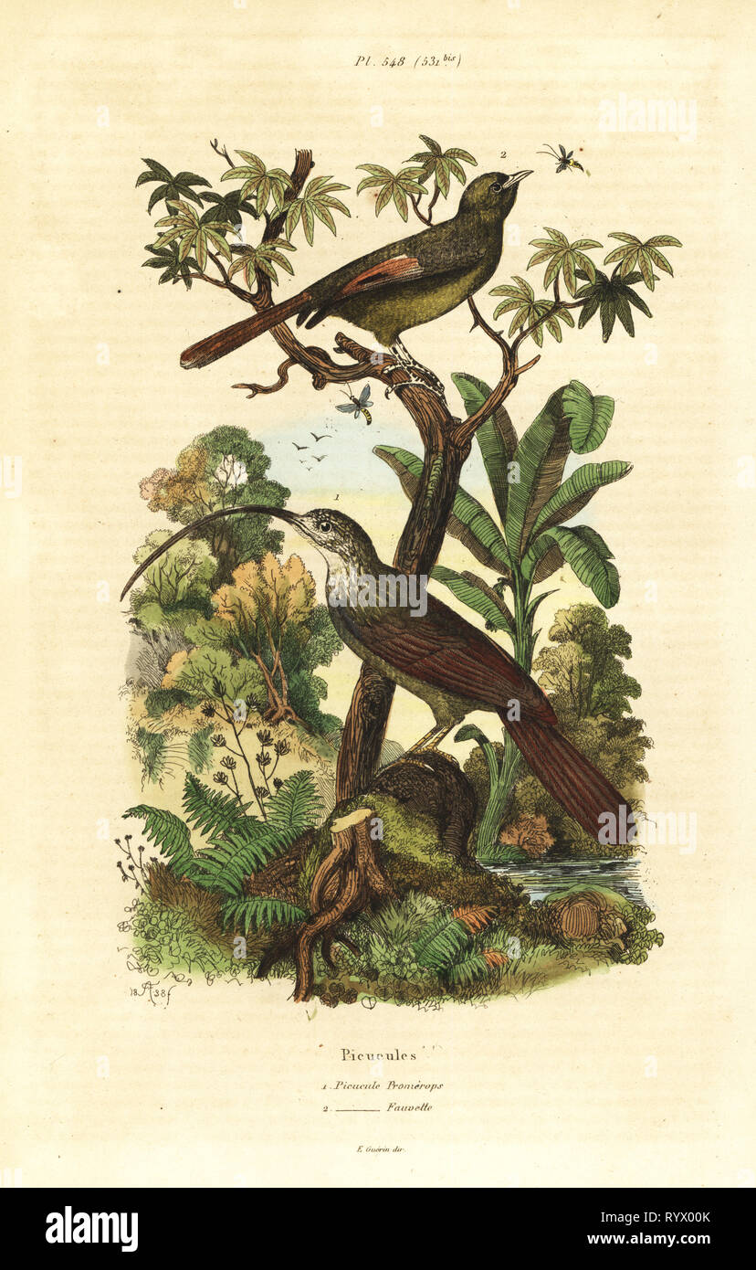 Red-billed scythebill, Campylorhamphus trochilirostris and olivaceous woodcreeper, Sittasomus griseicapillus. Handcoloured steel engraving by du Casse after an illustration by Adolph Fries from Felix-Edouard Guerin-Meneville's Dictionnaire Pittoresque d'Histoire Naturelle (Picturesque Dictionary of Natural History), Paris, 1834-39. Stock Photo