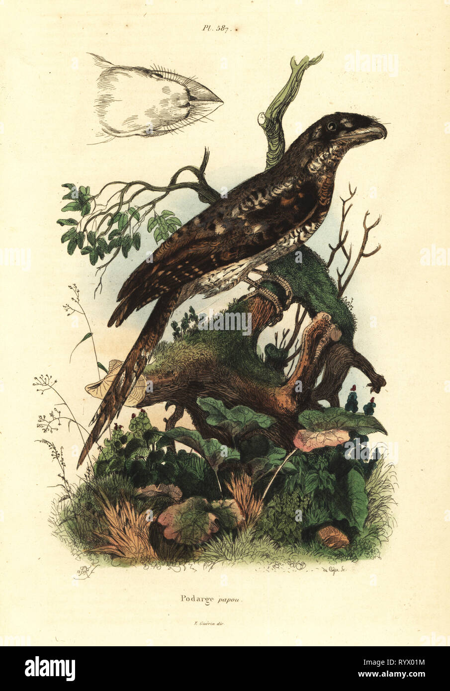 Papuan frogmouth, Podargus papuensis Podarge papou. Handcoloured steel engraving by du Casse after an illustration by Adolph Fries from Felix-Edouard Guerin-Meneville's Dictionnaire Pittoresque d'Histoire Naturelle (Picturesque Dictionary of Natural History), Paris, 1834-39. Stock Photo