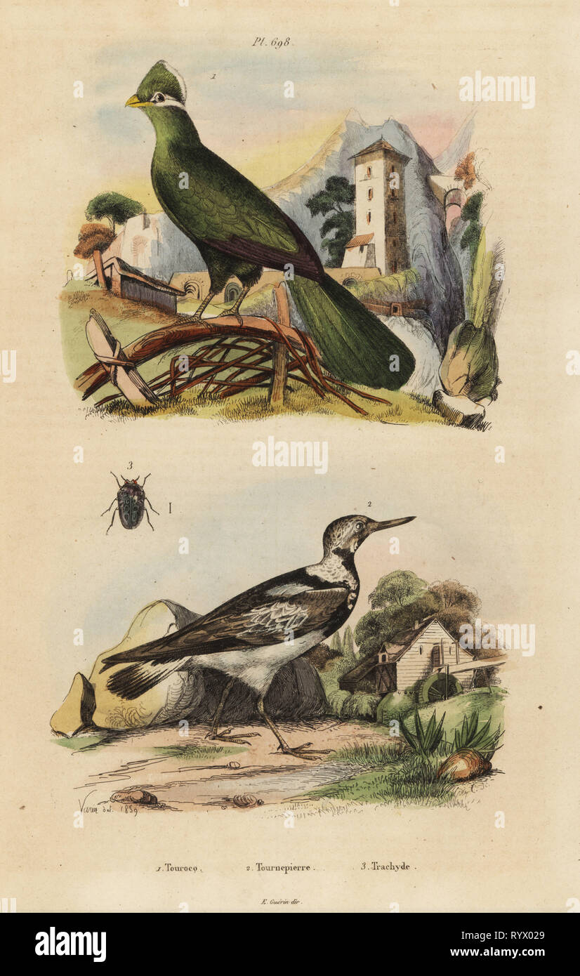 Guinea turaco, Tauraco persa, and Eurasian wryneck, Jynx torquilla. Handcoloured steel engraving by du Casse after an illustration by Varin from Felix-Edouard Guerin-Meneville's Dictionnaire Pittoresque d'Histoire Naturelle (Picturesque Dictionary of Natural History), Paris, 1834-39. Stock Photo