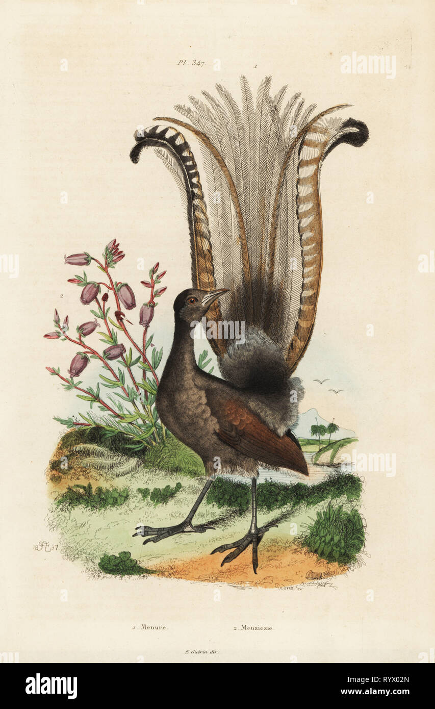 Superb lyrebird, Menura novaehollandiae, and false azalea, Menziesia ferruginea, (Rhododendron menziesii). Handcoloured steel engraving by Pedretti after an illustration by Adolph Fries from Felix-Edouard Guerin-Meneville's Dictionnaire Pittoresque d'Histoire Naturelle (Picturesque Dictionary of Natural History), Paris, 1834-39. Stock Photo