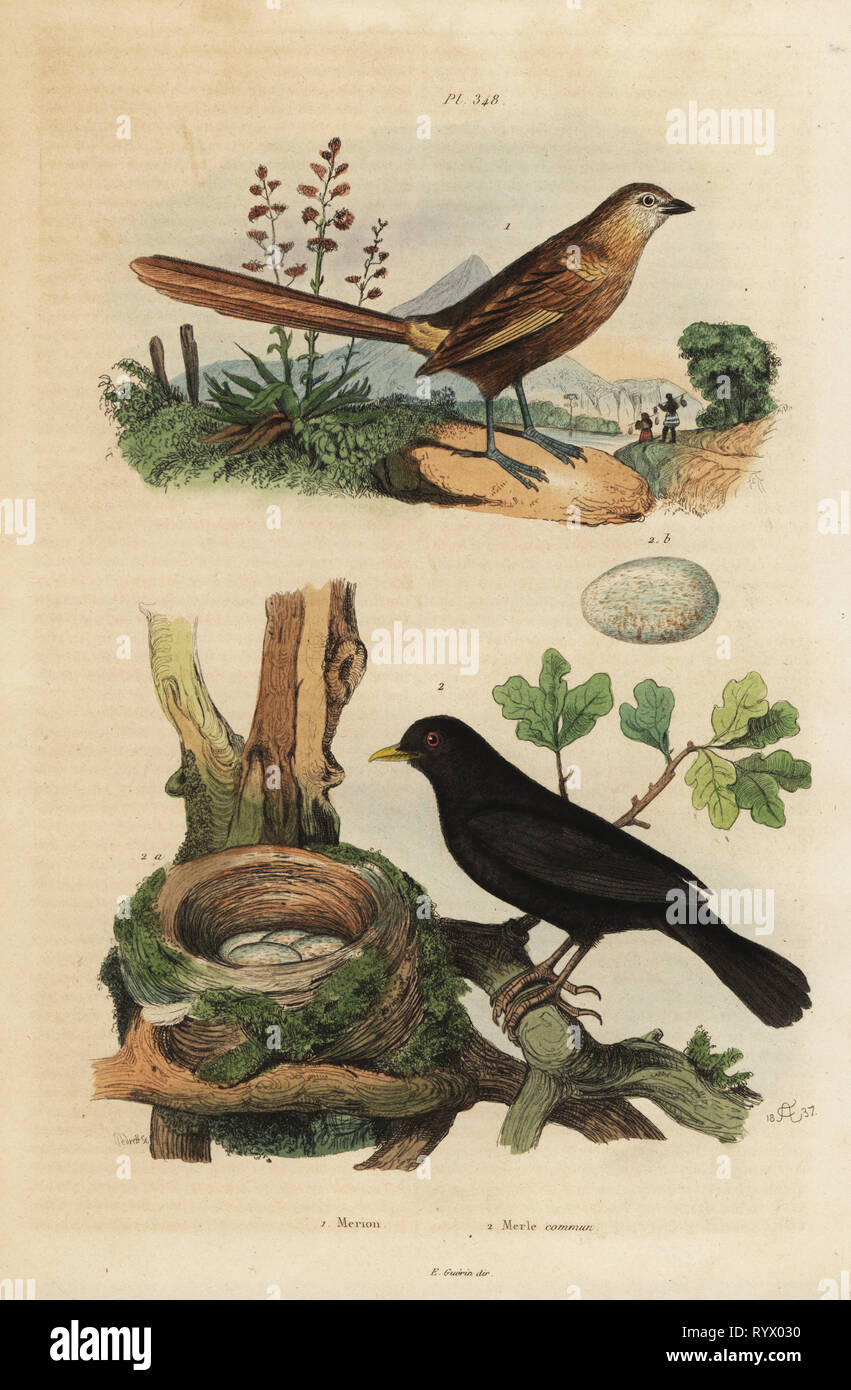 Western grasswren, Amytornis textilis 1 and common blackbird with nest and eggs, Turdus merula 2. Merion, Merle commun. Handcoloured steel engraving by Pedretti after an illustration by Adolph Fries from Felix-Edouard Guerin-Meneville's Dictionnaire Pittoresque d'Histoire Naturelle (Picturesque Dictionary of Natural History), Paris, 1834-39. Stock Photo