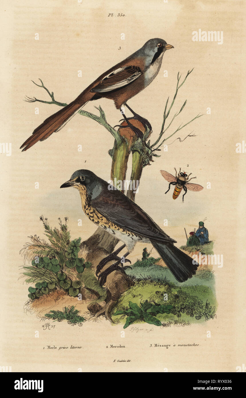 Fieldfare, Turdus pilaris, and bearded reedling, Panurus biarmicus Le merle grive litorne, merodon et mesange a moustaches. Handcoloured steel engraving by Pfitzer after an illustration by Adolph Fries from Felix-Edouard Guerin-Meneville's Dictionnaire Pittoresque d'Histoire Naturelle (Picturesque Dictionary of Natural History), Paris, 1834-39. Stock Photo