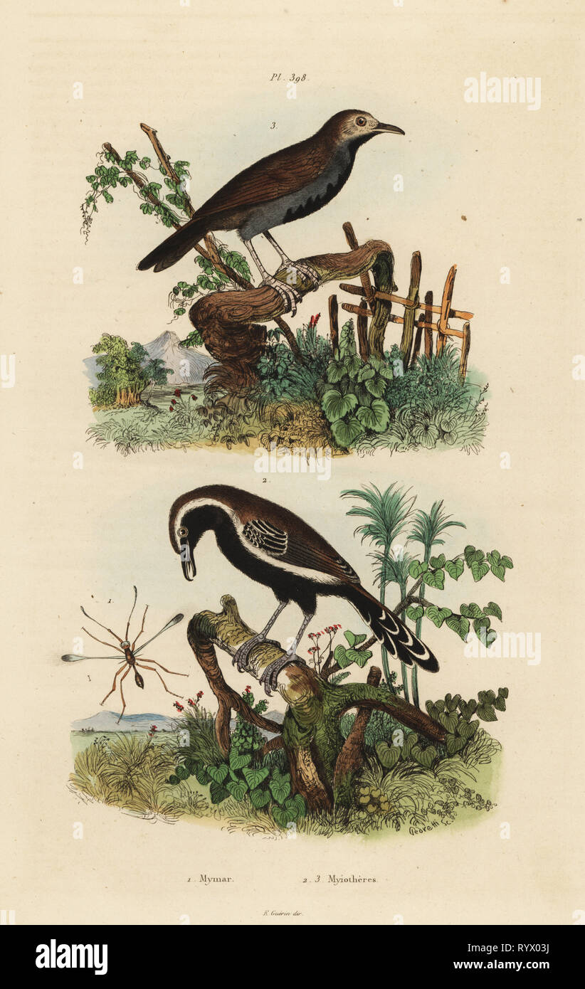 Fairyfly, Mymar pulchellum 1, southern white-fringed antwren, Formicivora grisea 2 and black-throated antbird, Myrmophylax atrothorax melanura 3. Myiotheres. Handcoloured steel engraving by Pedretti from Felix-Edouard Guerin-Meneville's Dictionnaire Pittoresque d'Histoire Naturelle (Picturesque Dictionary of Natural History), Paris, 1834-39. Stock Photo