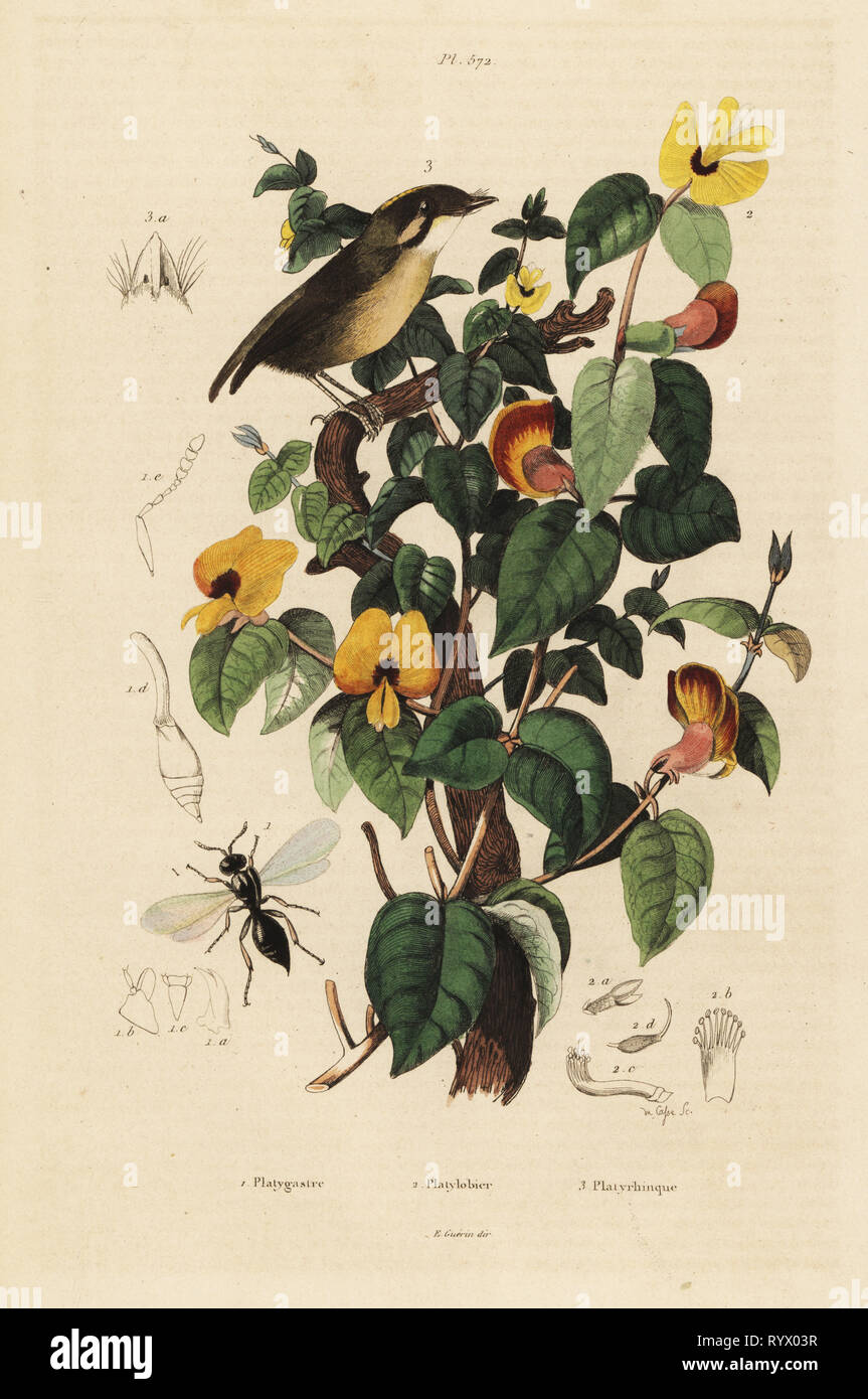 Black-cheeked gnateater, Conopophaga melanops, handsome sweetpea, Platylobium formosum, and Inostemma boscii wasp. Platygastra, Platylobier et Platyrhinque. Handcoloured steel engraving by du Casse from Felix-Edouard Guerin-Meneville's Dictionnaire Pittoresque d'Histoire Naturelle (Picturesque Dictionary of Natural History), Paris, 1834-39. Stock Photo