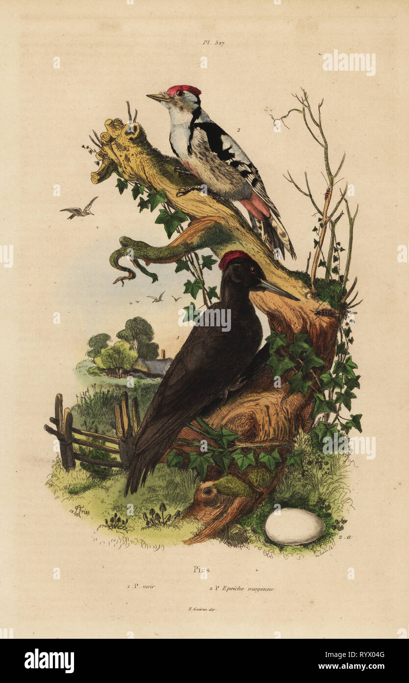 Black woodpecker, Dryocopus martius, and great spotted woodpecker, Dendrocopos major. Pic noir et Pic epeiche moyenne. Handcoloured steel engraving by du Casse after an illustration by Adolph Fries from Felix-Edouard Guerin-Meneville's Dictionnaire Pittoresque d'Histoire Naturelle (Picturesque Dictionary of Natural History), Paris, 1834-39. Stock Photo