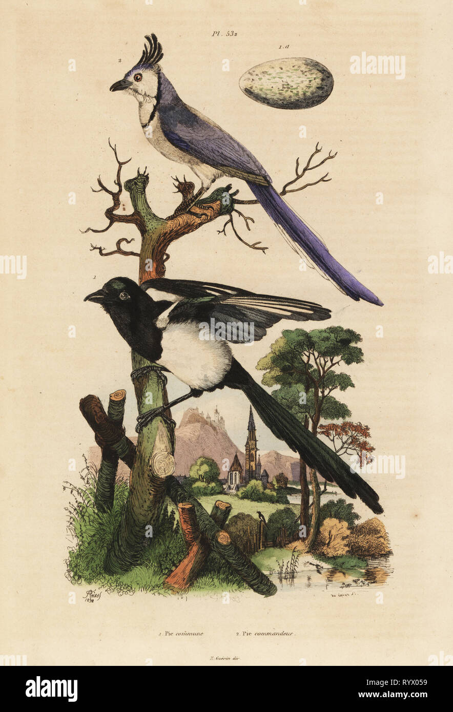 Common magpie, Pica pica, and white-throated magpie-jay, Calocitta formosa, with egg. Pie commune et pie commandeur. Handcoloured steel engraving by du Casse after an illustration by Adolph Fries from Felix-Edouard Guerin-Meneville's Dictionnaire Pittoresque d'Histoire Naturelle (Picturesque Dictionary of Natural History), Paris, 1834-39. Stock Photo