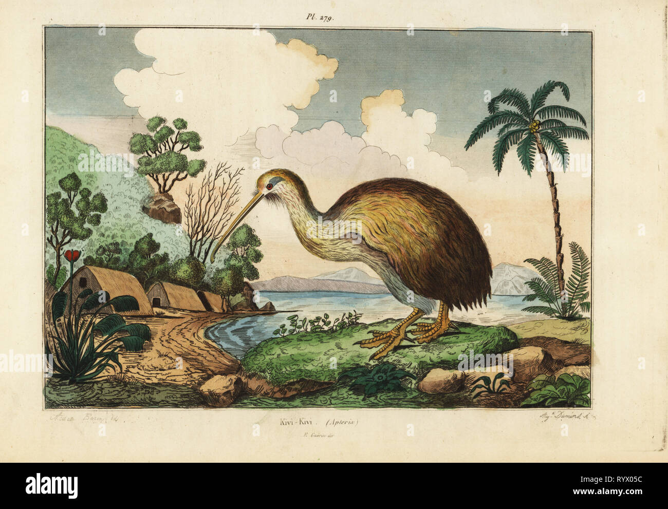 Kiwi bird, Apteryx australis. Handcoloured steel engraving by August Dumenil after an illustration by A. Carie Baron from Felix-Edouard Guerin-Meneville's Dictionnaire Pittoresque d'Histoire Naturelle (Picturesque Dictionary of Natural History), Paris, 1834-39. Stock Photo