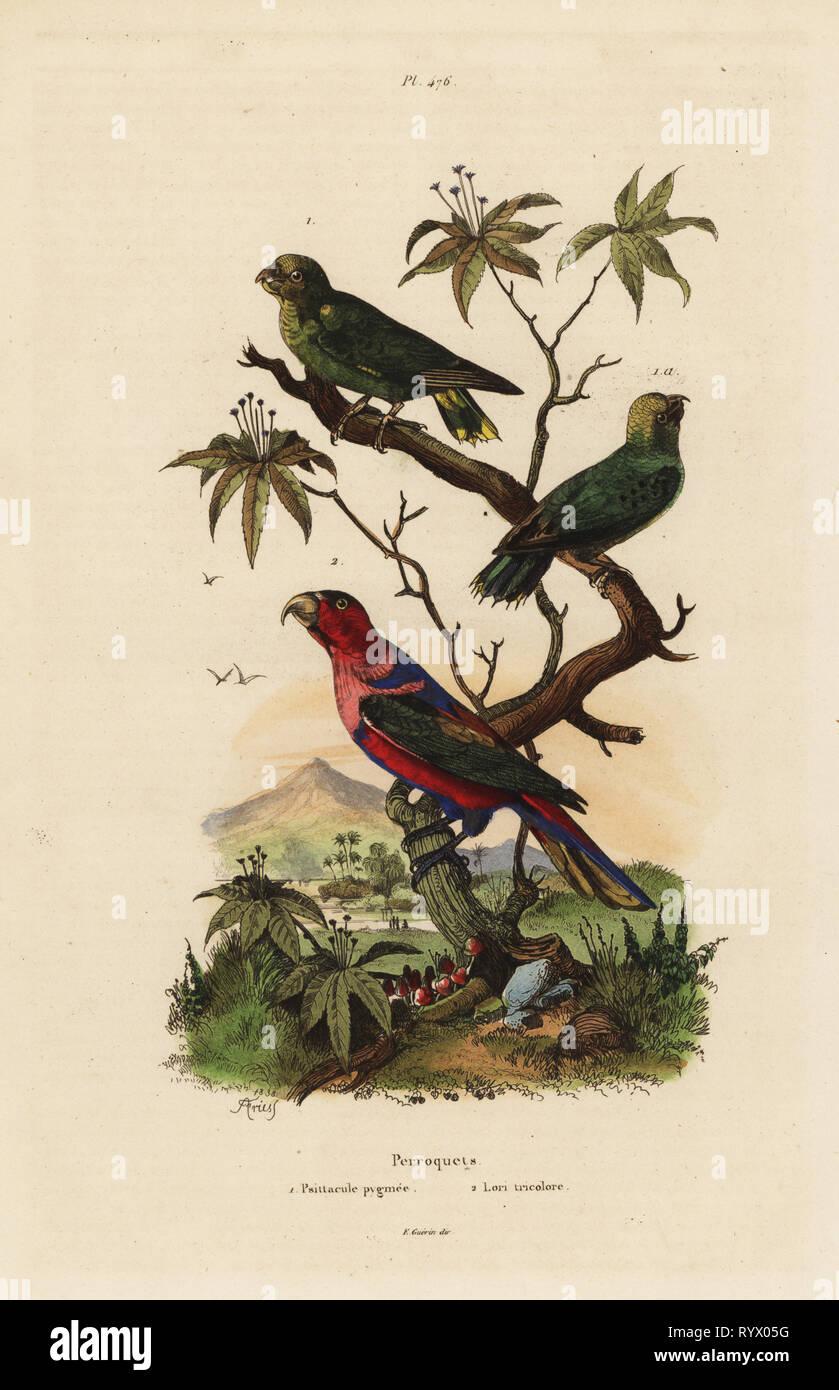 Pygmy parrot, Micropsitta pusio, and black-capped lory, Lorius lorry. Handcoloured steel engraving after an illustration by Adolph Fries from Felix-Edouard Guerin-Meneville's Dictionnaire Pittoresque d'Histoire Naturelle (Picturesque Dictionary of Natural History), Paris, 1834-39. Stock Photo