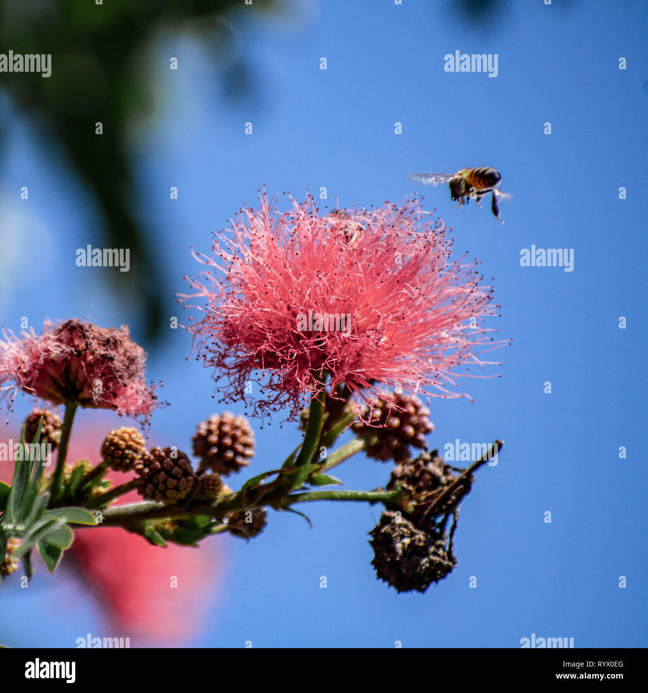 A honey bee approaching a large red flower. Stock Photo