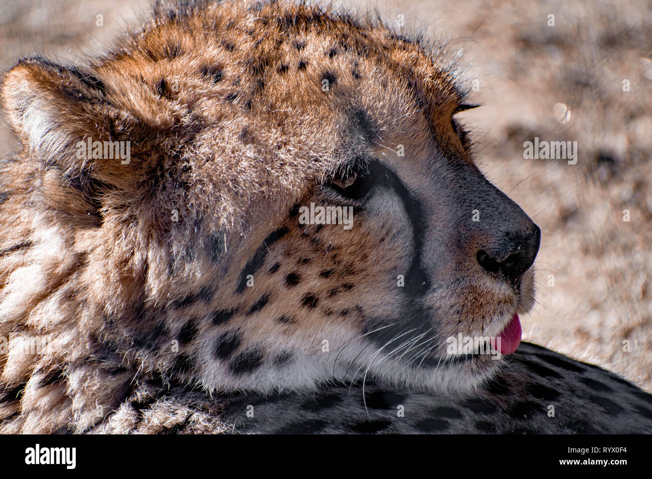 Cheetah relaxing in the warm sun with its tongue out Stock Photo