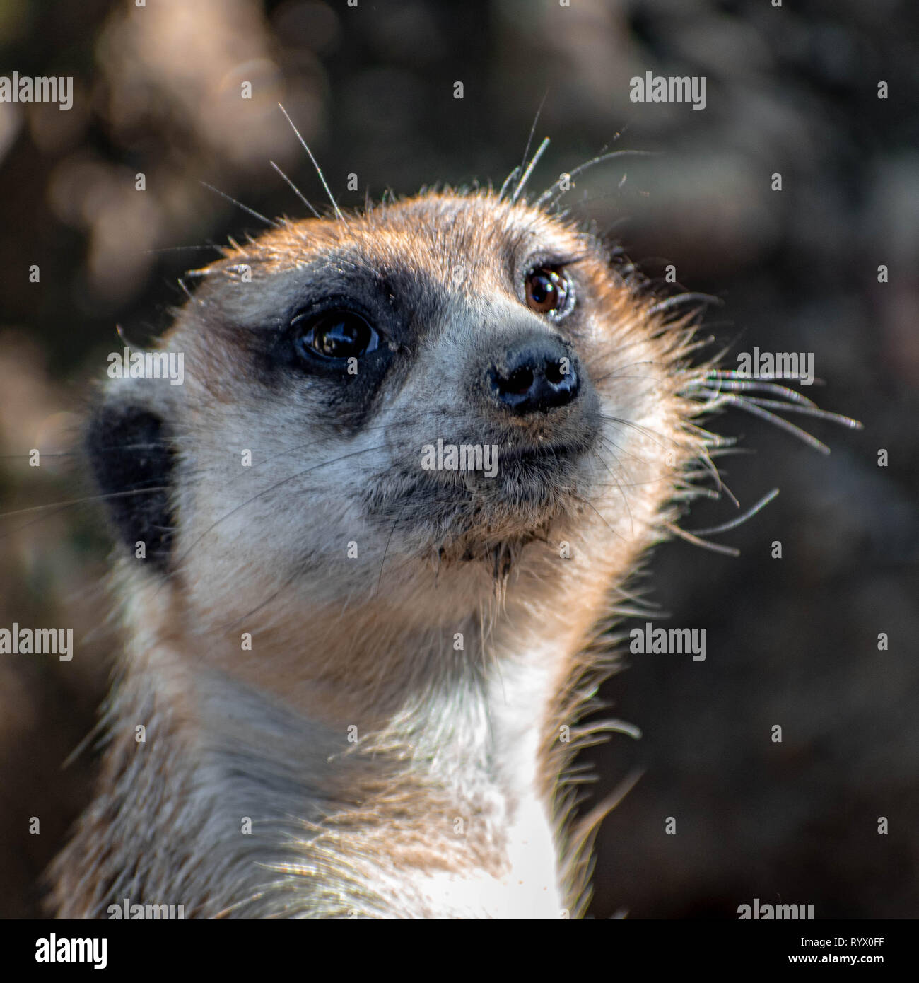 A Meerkat staring off with starry eyes Stock Photo