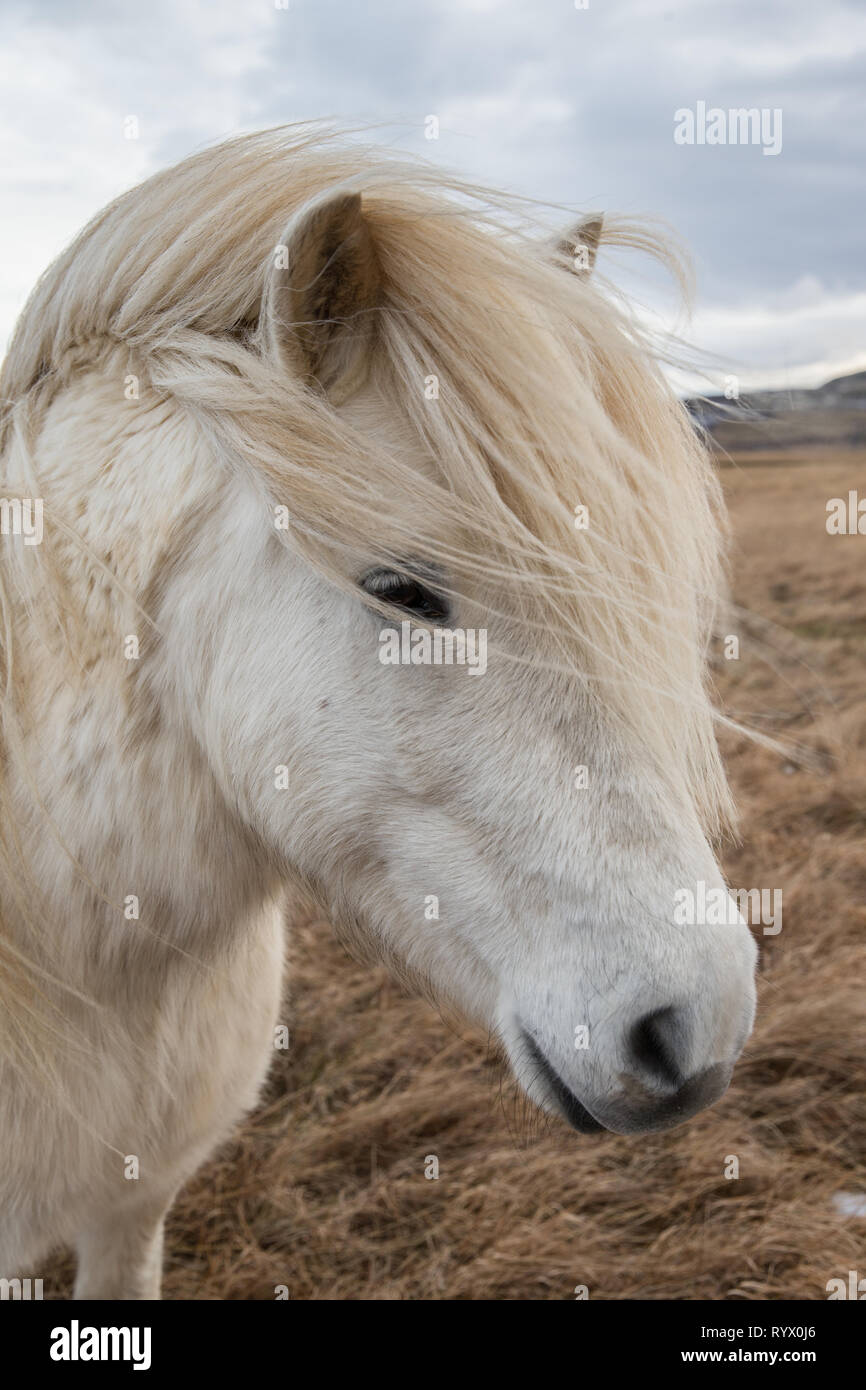 Icelandic Horse Portrait Stock Photo - Alamy