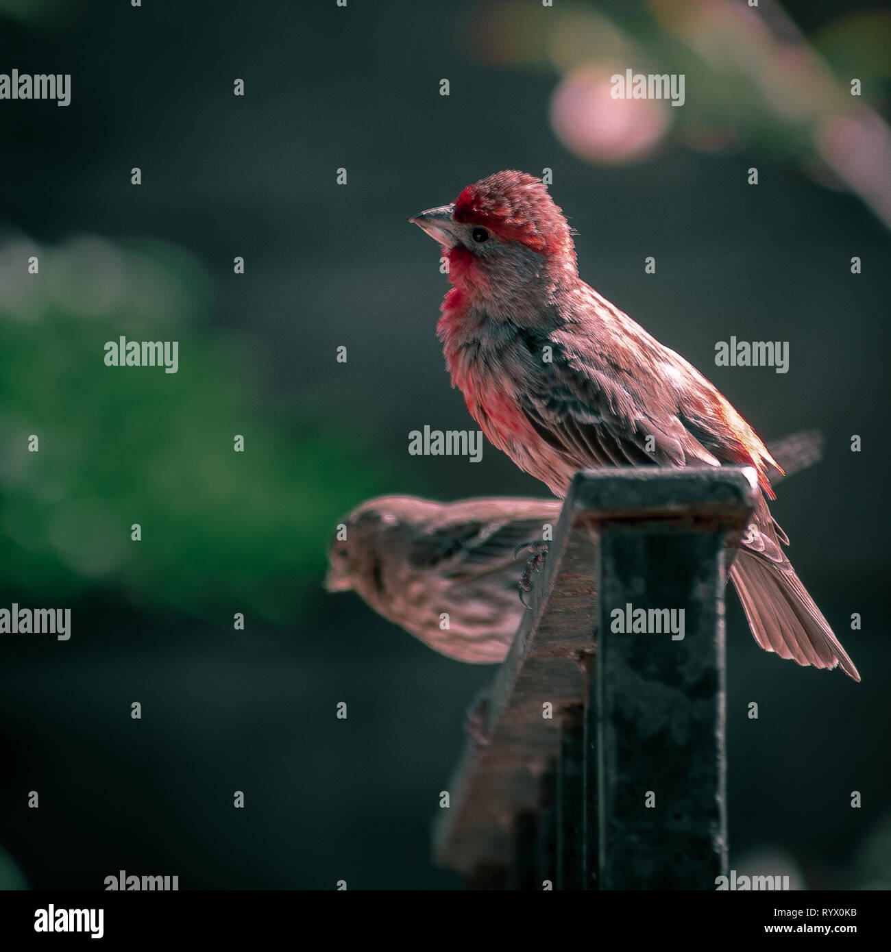 A purple finch resting on a rusted wrought iron fence. Red breasted bird resting on a fence during a bright spring day. Stock Photo