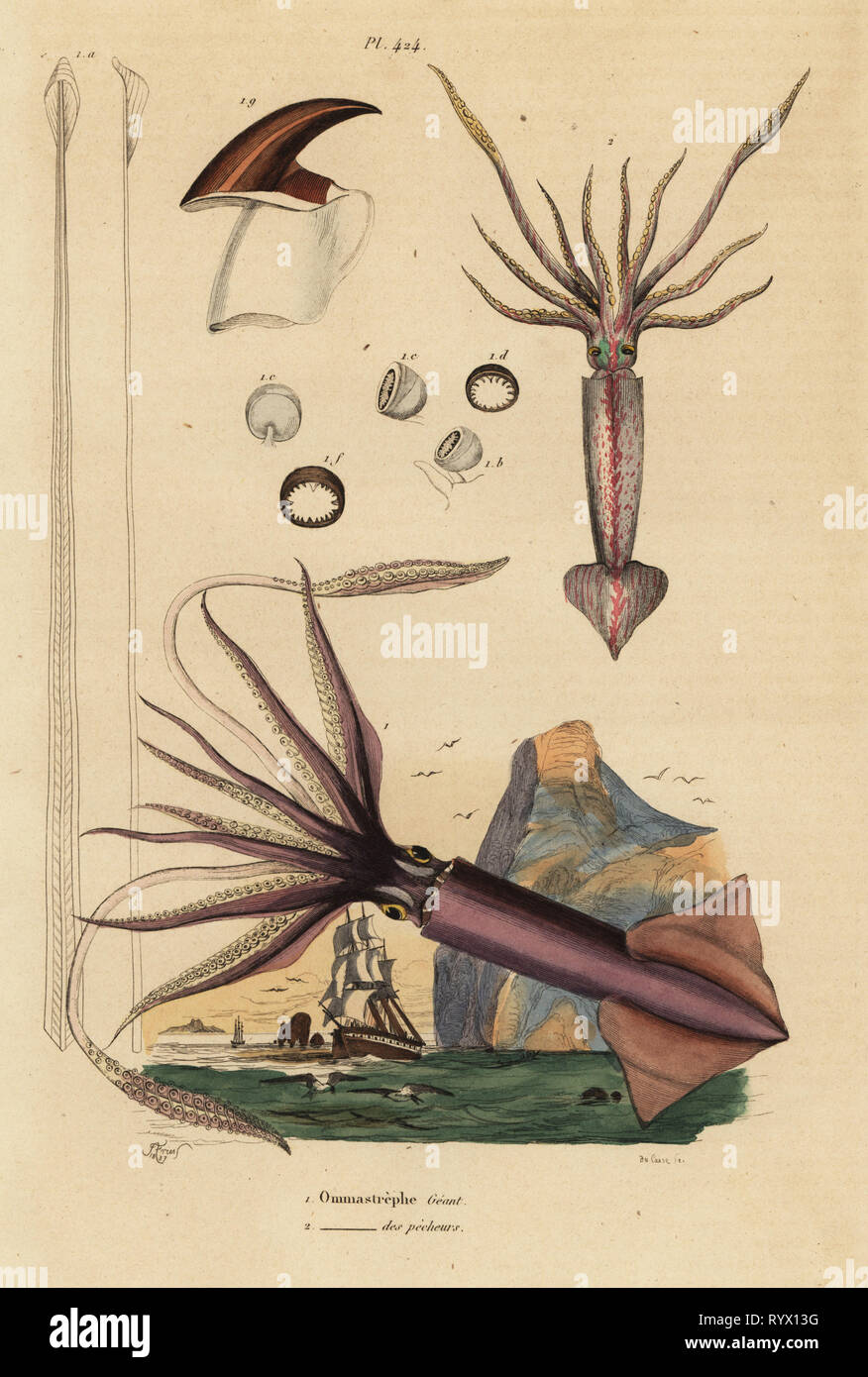Humboldt squid, Dosidicus gigas 1, and European flying squid, Todarodes sagittatus 2. Ommastrephe geant, Ommastrephe des pecheurs. Handcoloured steel engraving by du Casse after an illustration by Adolph Fries from Felix-Edouard Guerin-Meneville's Dictionnaire Pittoresque d'Histoire Naturelle (Picturesque Dictionary of Natural History), Paris, 1834-39. Stock Photo