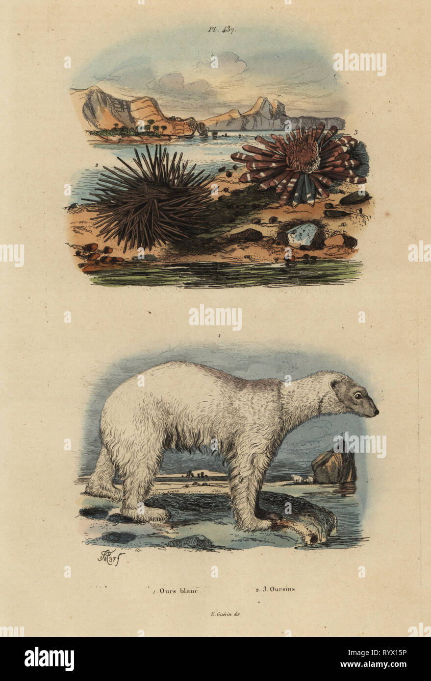 Polar bear, Ursus maritimus 1, vulnerable, edible sea urchin, Echinus esculentus 2 and red pencil urchin, Heterocentrotus mammillatus 3. Ours blanc, Oursins. Handcoloured steel engraving by Adolph Fries from Felix-Edouard Guerin-Meneville's Dictionnaire Pittoresque d'Histoire Naturelle (Picturesque Dictionary of Natural History), Paris, 1834-39. Stock Photo