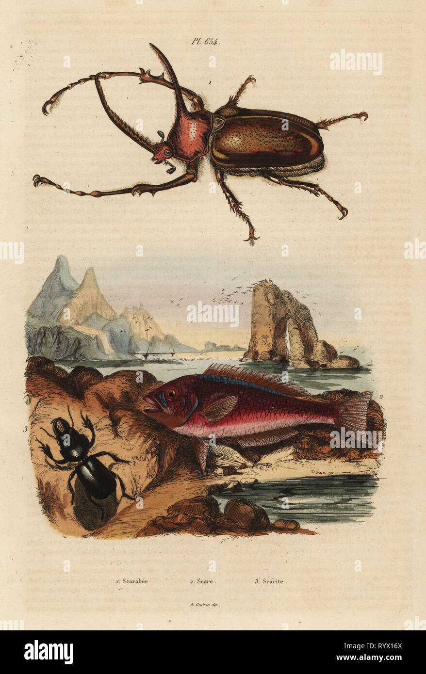 Rhinoceros scarab beetle, Golofa porteri 1, Cretan scar-fish, Scarus creticus 2, and Scarites buparius beetle 3. Scarabee, Scare, Scarite. Handcoloured steel engraving by du Casse after an illustration by Adolph Fries from Felix-Edouard Guerin-Meneville's Dictionnaire Pittoresque d'Histoire Naturelle (Picturesque Dictionary of Natural History), Paris, 1834-39. Stock Photo