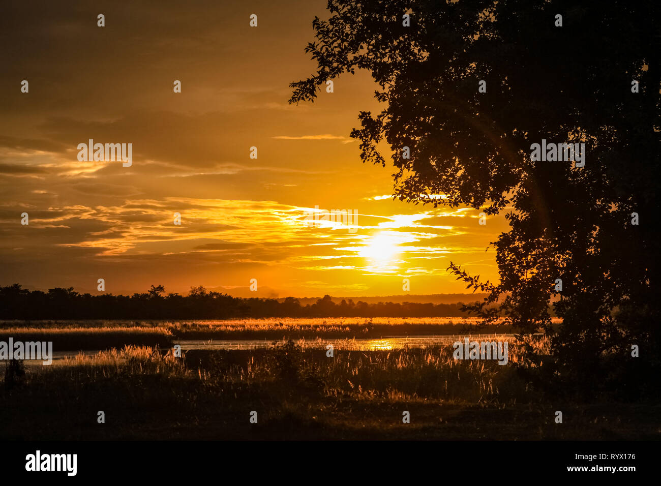 Silhouette of a tree in front of a golden sunset Stock Photo - Alamy