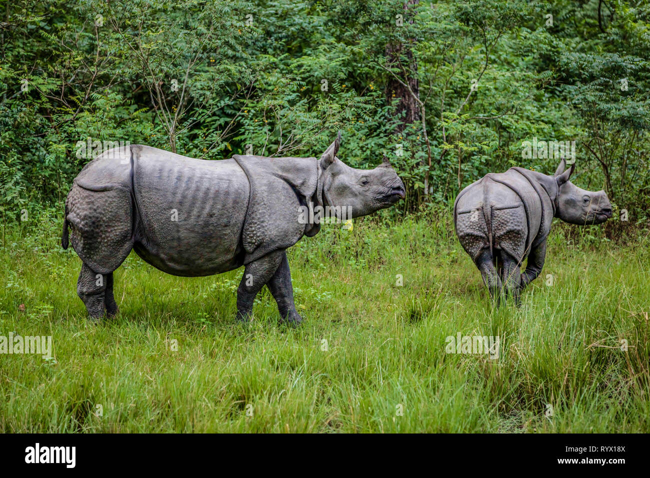 Mother and baby rhinoceros stand in tall grass Stock Photo