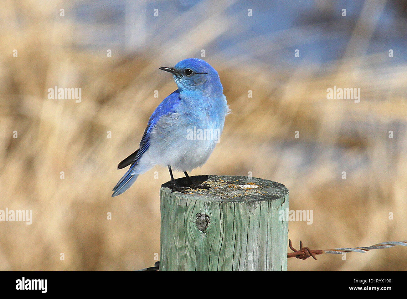 Birds of North America. Mountain Bluebird, (Sialia currucoides) return
