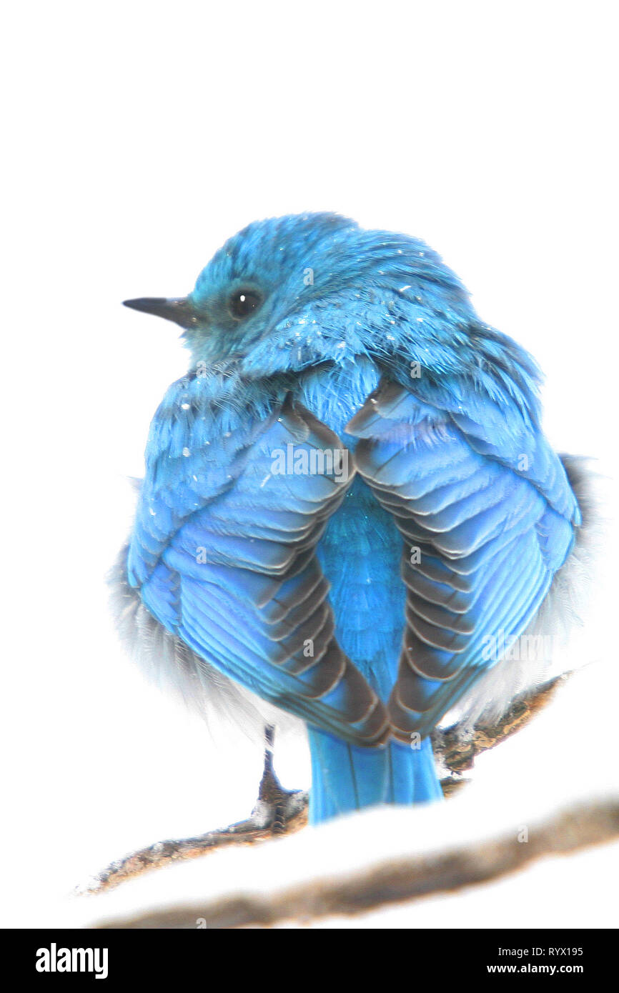Birds of North America. Mountain Bluebird, (Sialia currucoides) return