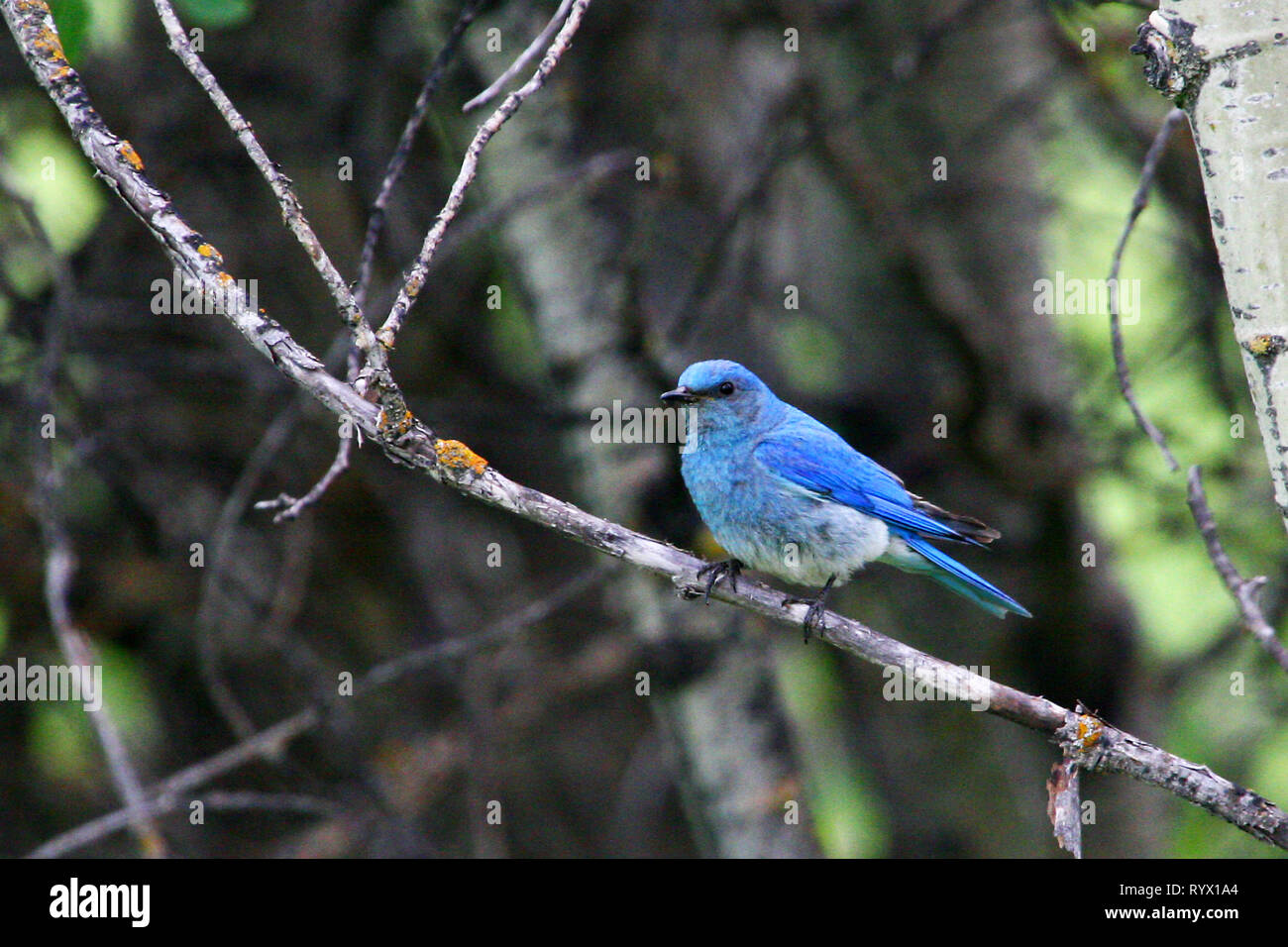 Birds of North America. Mountain Bluebird, (Sialia currucoides) return