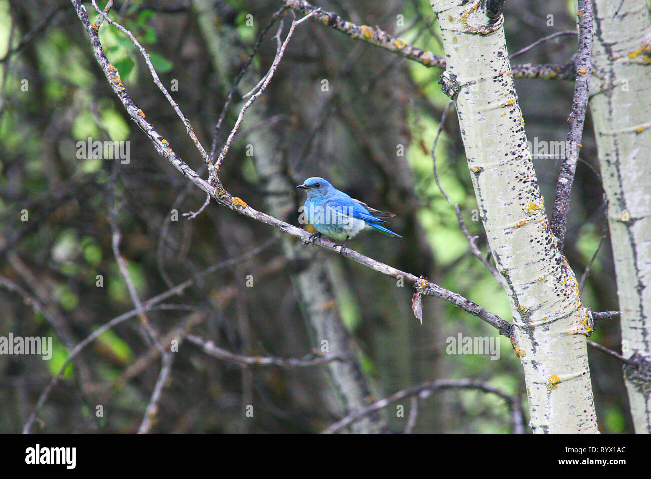 Birds of North America. Mountain Bluebird, (Sialia currucoides) return