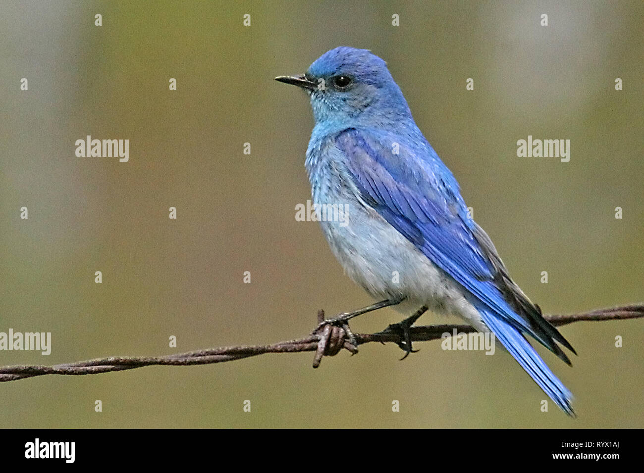 Birds of North America. Mountain Bluebird, (Sialia currucoides) return