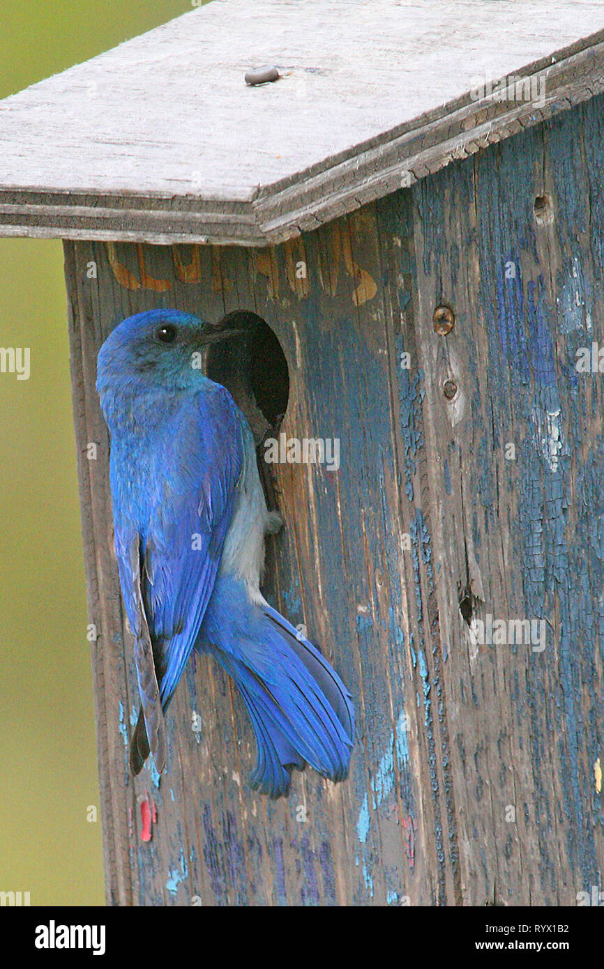 Birds of North America. Mountain Bluebird, (Sialia currucoides) return