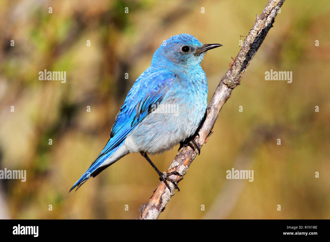 Birds of North America. Mountain Bluebird, (Sialia currucoides) return