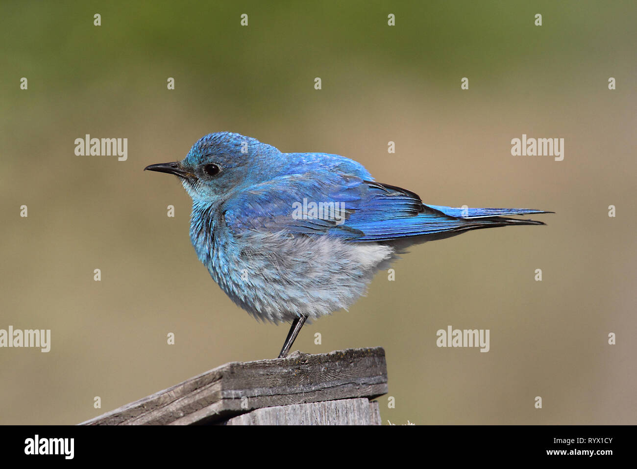 Birds of North America. Mountain Bluebird, (Sialia currucoides) return