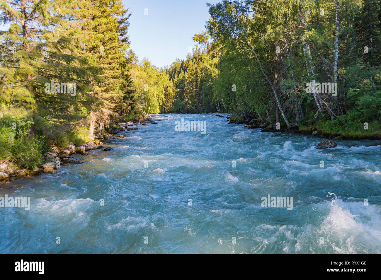 Mountain River Flows Between The Trees In The Siberian Taiga After A Flood Of The Mountain River Altai Siberia Stock Photo Alamy