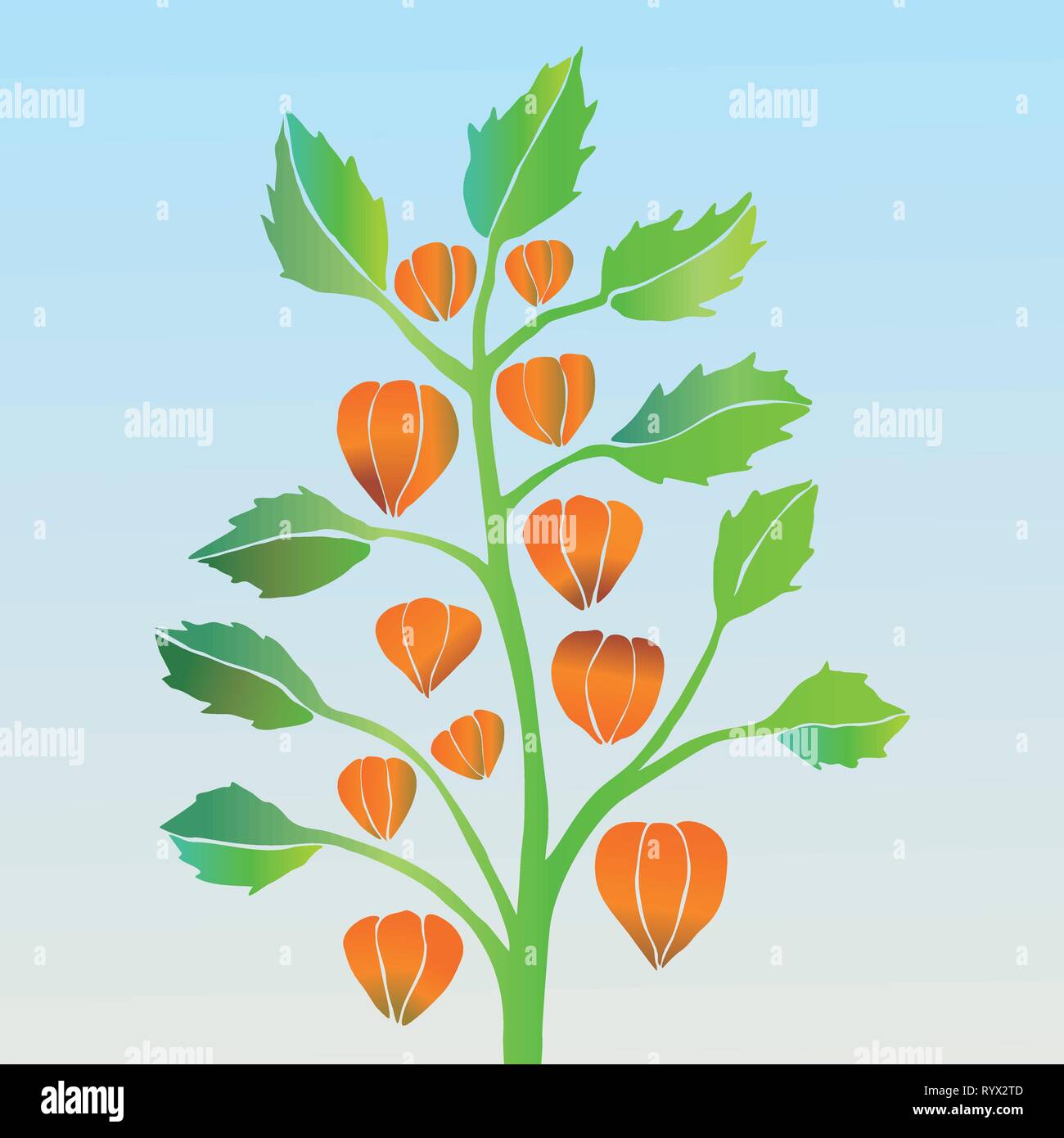 A vector illustration of a physalis. Stock Vector