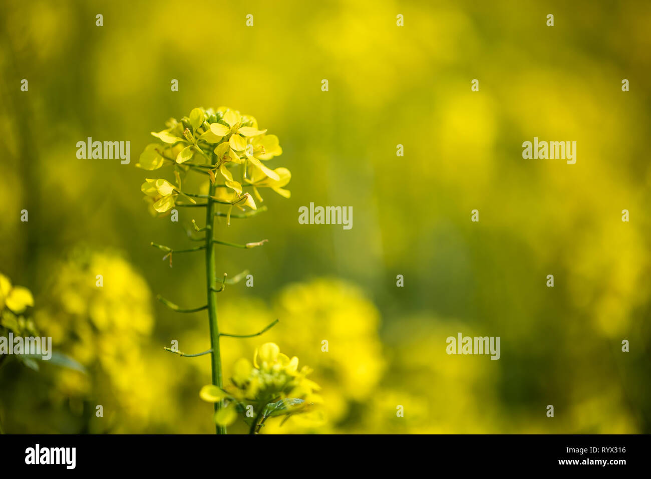 Mustard flowers. Mustard – mystical flower of happiness and health. Stock Photo