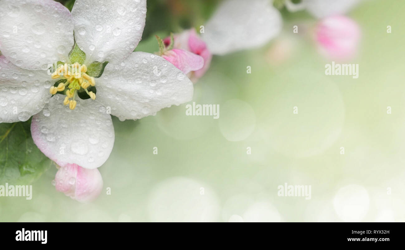 Blossoming apple. Branch of apple tree in bloom in the spring. Close-up. Stock Photo