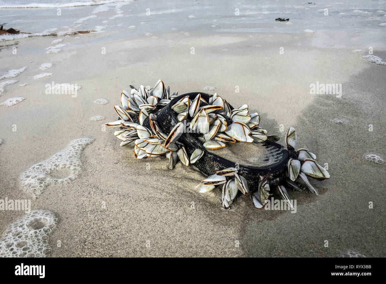Marine pollution on a beach in Brittany (north-western France). Shells on a plastic sandal Stock Photo