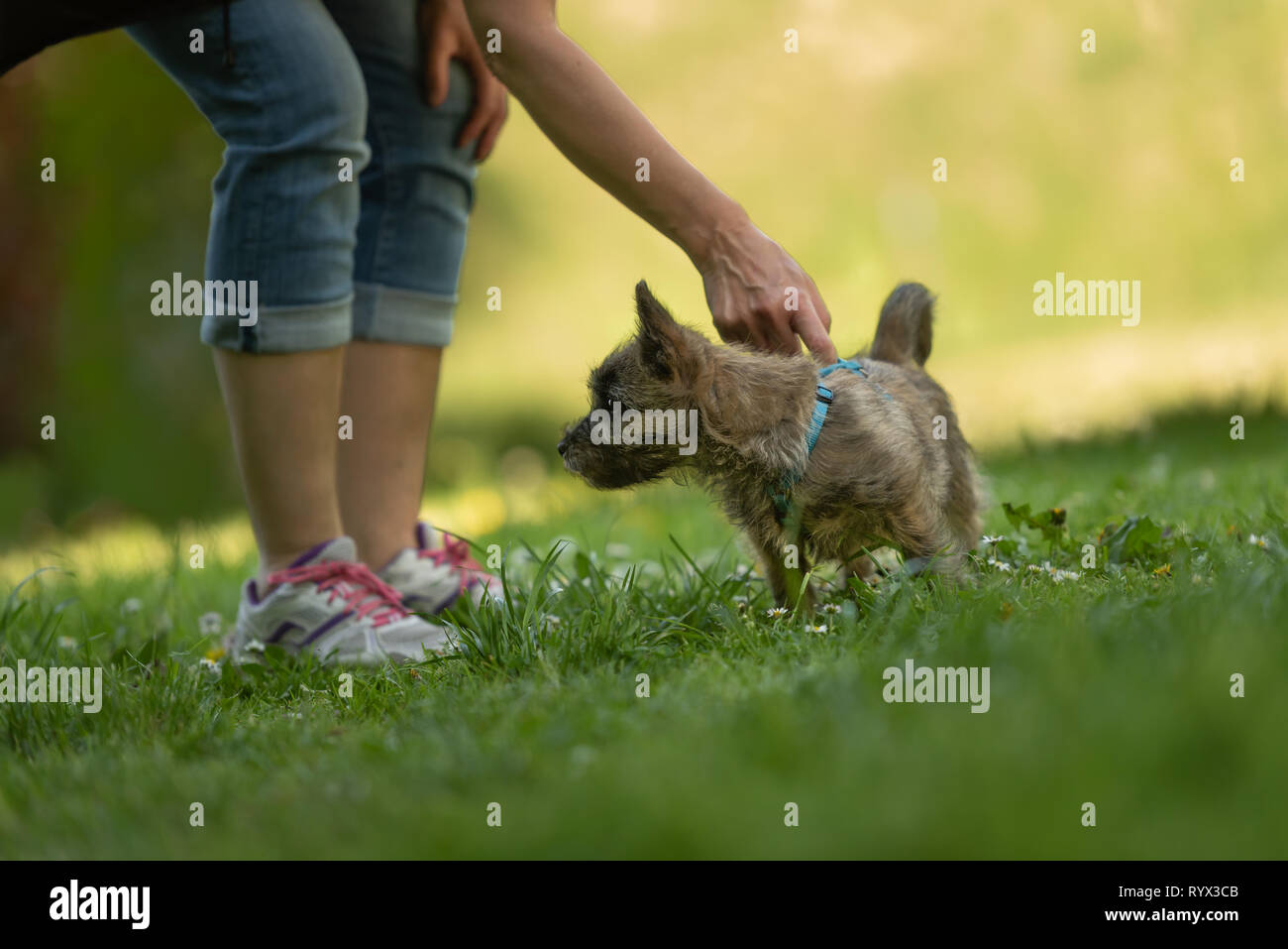 Cairn Terrier puppy 13 weeks old - cute little dog playing with his owner on a green meadow. Stock Photo