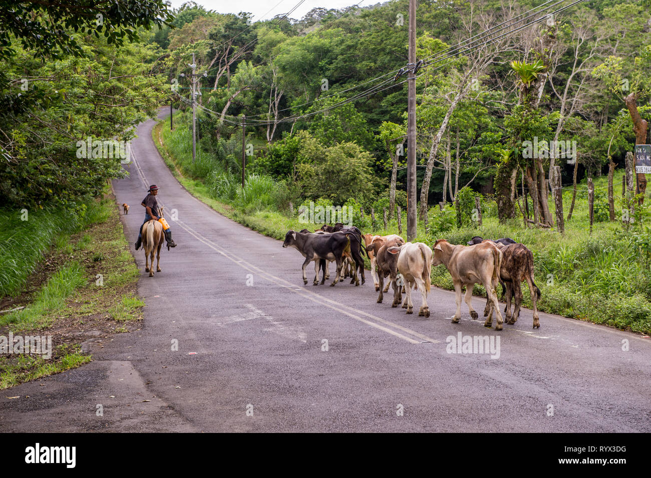 Driving cattle using horses on the road outside Tileran Stock Photo
