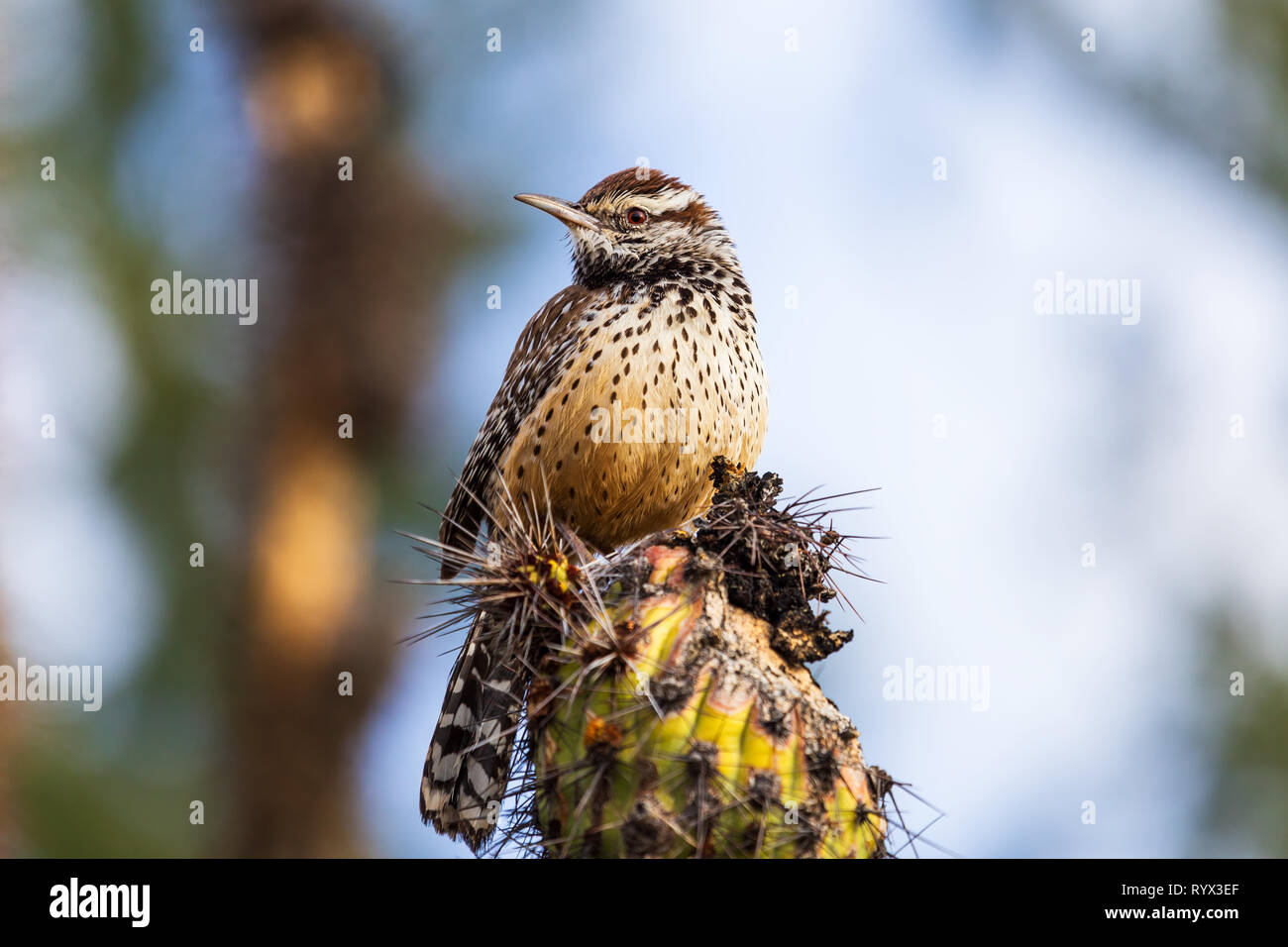 Cactus Wren (Campylorhynchus brunneicapillus) perched on a Saguaro Cactus in Tucson, Arizona Stock Photo