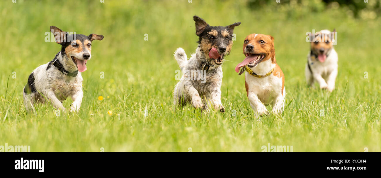 Many dogs run and play with a ball in a meadow a cute pack of Jack