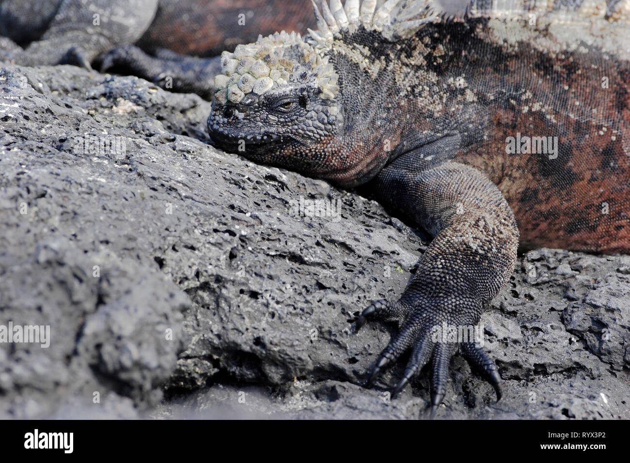 Amblyrhynchus cristatus teeth hi-res stock photography and images - Alamy