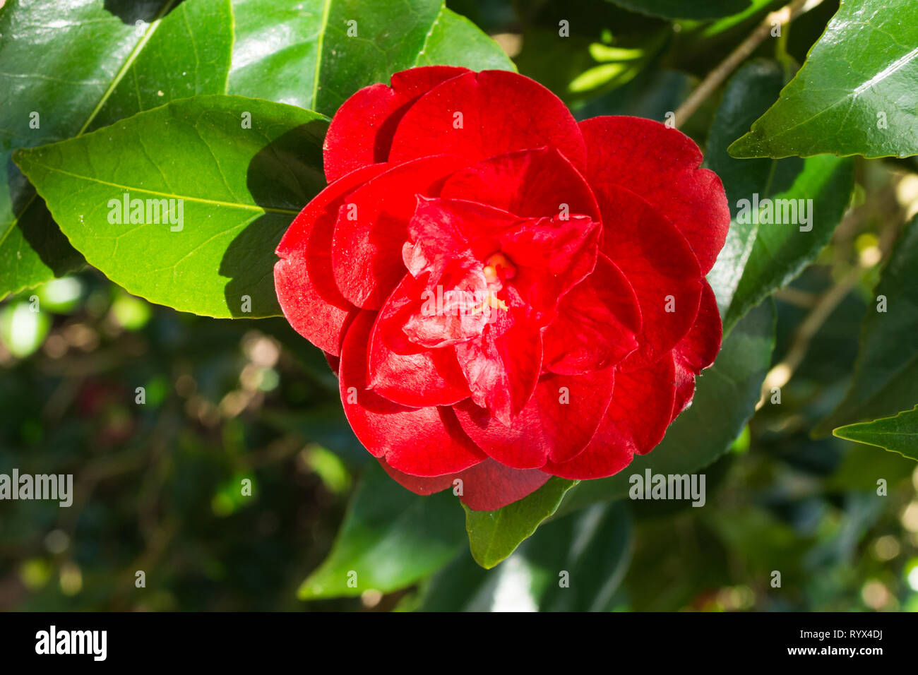 Camellia japonica 'konronkoku' with red blooms or flowers during march, early spring, in an English garden, UK Stock Photo