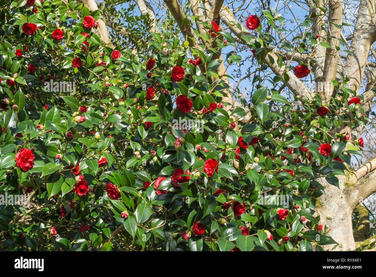 Camellia japonica 'konronkoku' with red blooms or flowers during march, early spring, in an English garden, UK Stock Photo