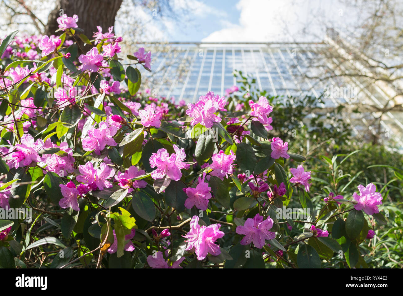 Rhododendron (carolinianum X dauricum) 'P.J. Mezitt' with pink blooms or flowers during early spring march in an English garden, UK Stock Photo