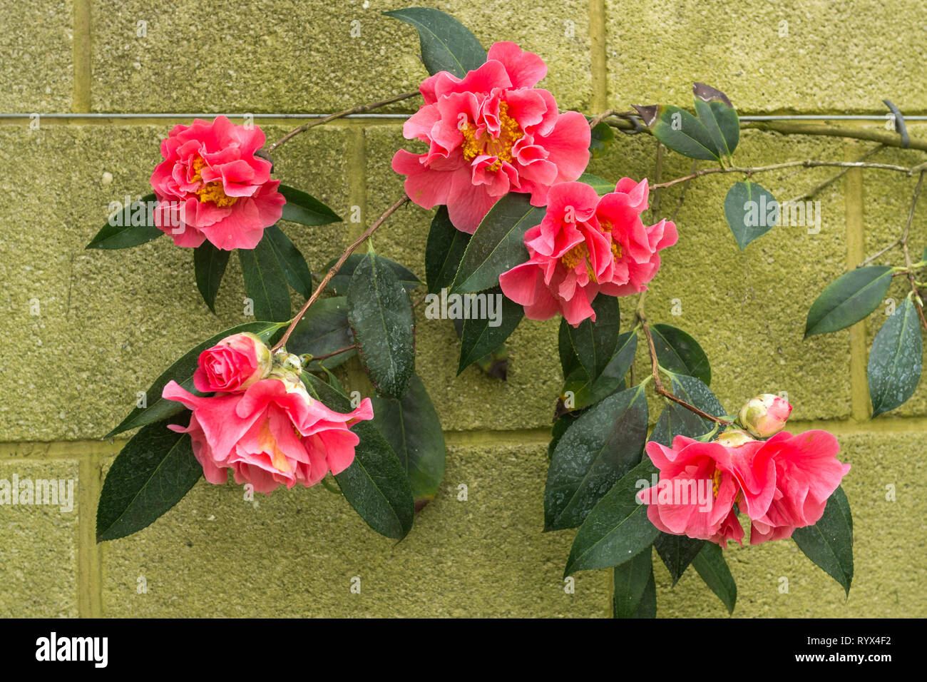 Camellia 'Francie L' with large, semi-double, rose-pink flowers, growing against a wall in an English garden during March early spring, UK Stock Photo