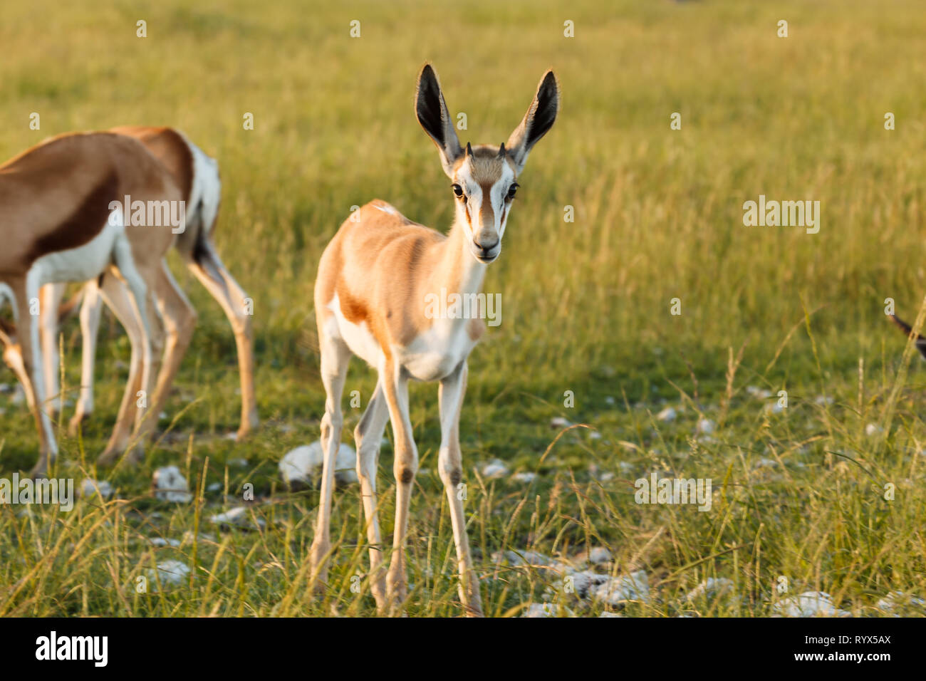 Springbok Chewing Springbok eating in grassland namibia hi-res stock photography and ...