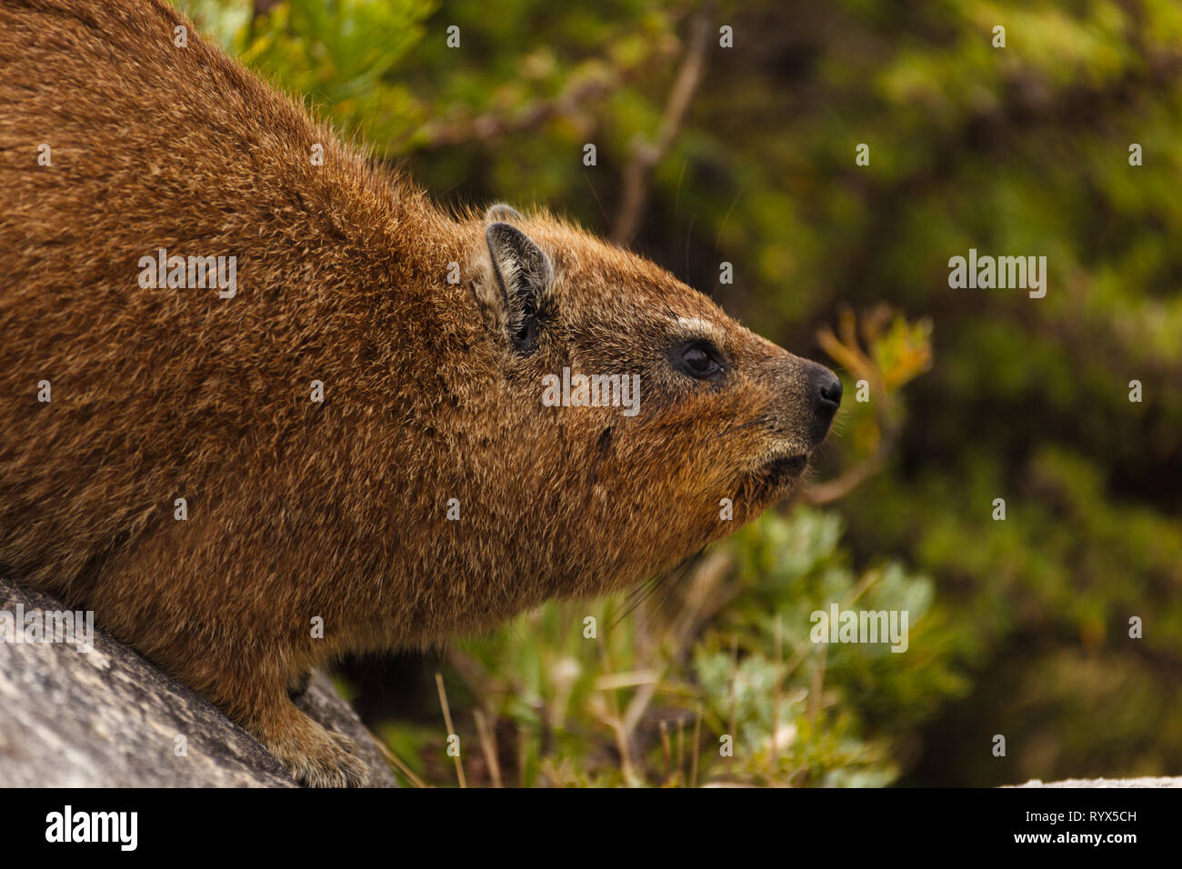 Closeup of head of small South Afican rodent, mammal, Rock Dassie, Cape Hyrax, Procavia capensis Stock Photo